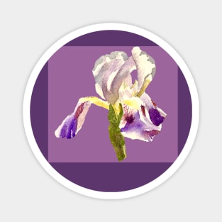 Purple and White Iris Magnet